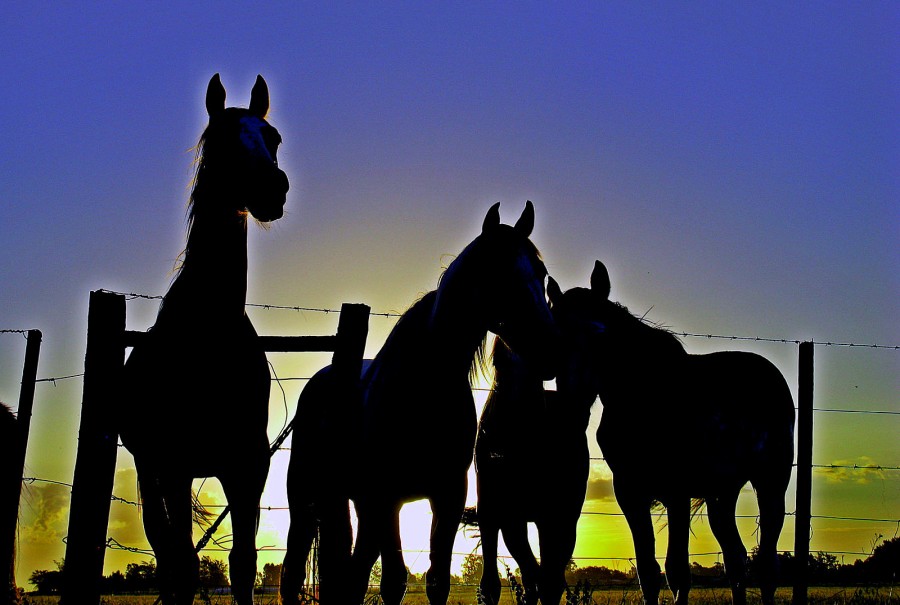 "La mirada de un caballo" de Jorge Zanguitu Fernandez