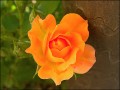 Rosa,,,anaranjada