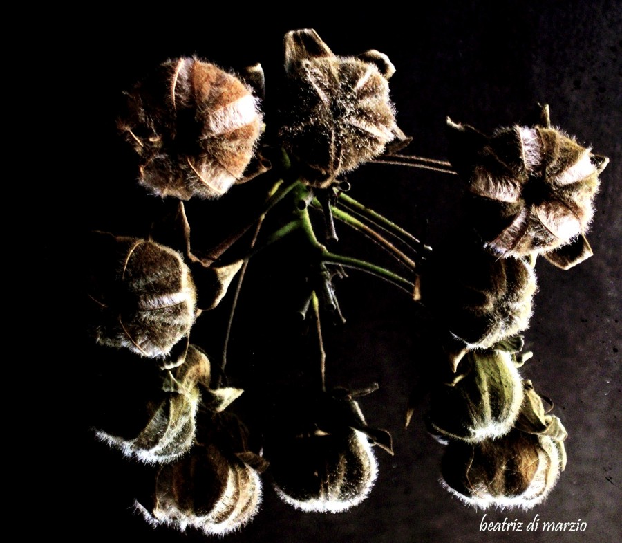 "semillas. comet un error al subir la foto" de Beatriz Di Marzio