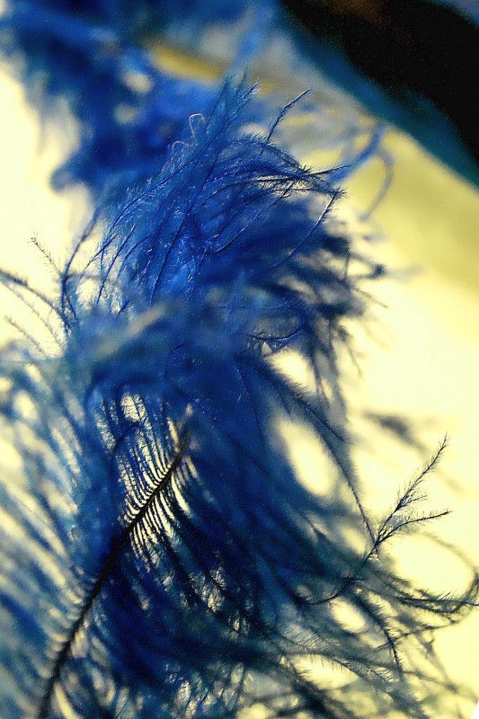 "Blue" de Solis Alba Iris