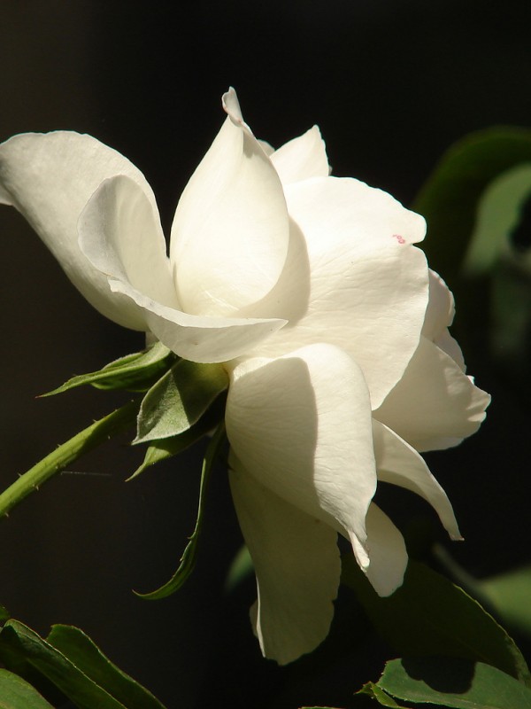 "cultivo una rosa blanca" de Edith Polverini
