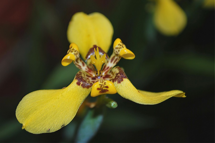 "Detalles de una flor amarilla" de Solis Alba Iris