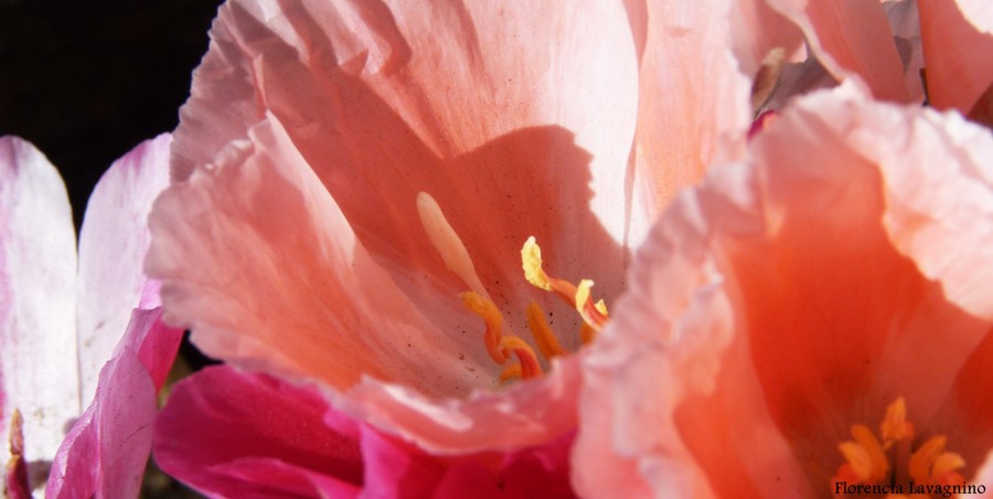 "Una flor me dice que ya es primavera" de Florencia Lavagnino