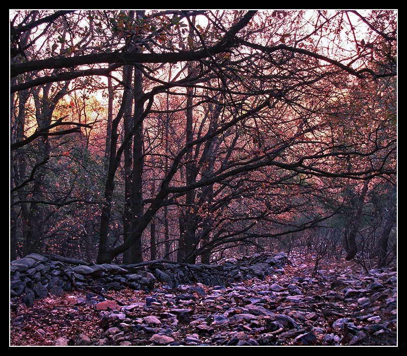 "En el bosque mientras atardece" de Eli - Elisabet Ferrari