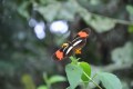 mariposa de la selva misionera
