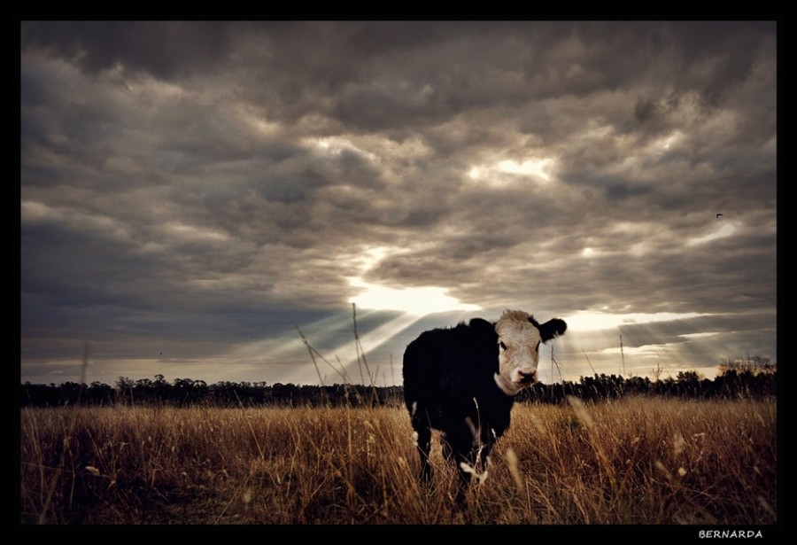 "Solitaria vaca" de Bernarda Ballesteros