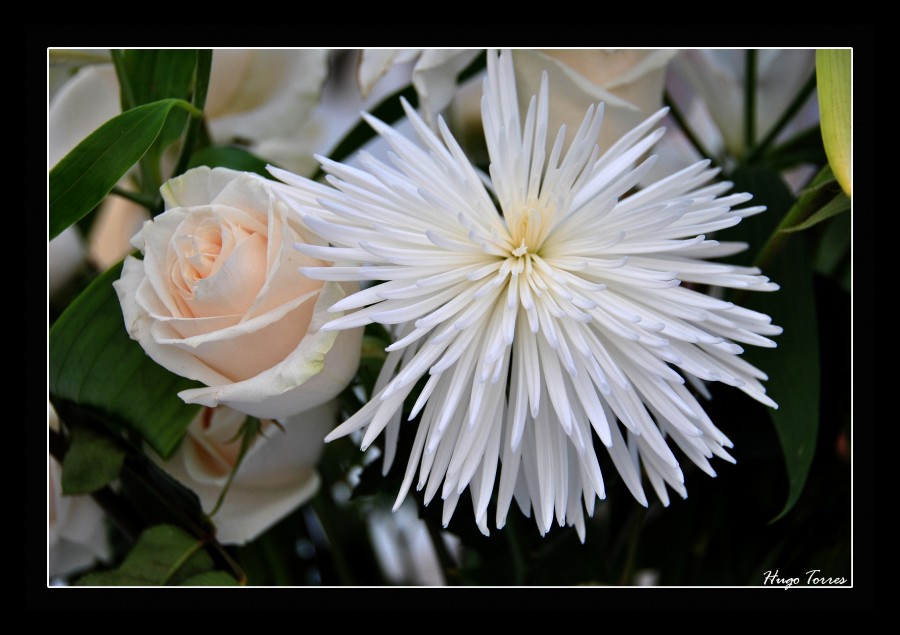 "Cultivo una rosa blanca......" de Hugo Carlos Torres