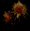 Flores de la noche