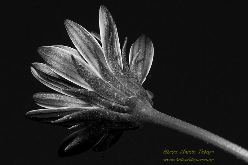 "Una florcita" de Hctor Martn Tabuyo
