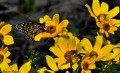 Mariposa en flores del monte