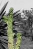 Cactus 1 (de la serie Espinas)