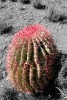 Cactus 2 (de la serie Espinas)