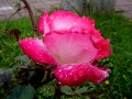 Rosa rosio.