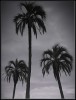 Tres palmeras