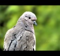 La paloma curiosa