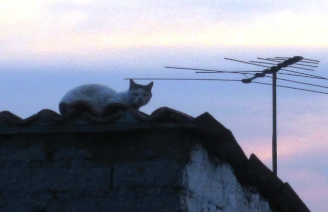 "Gato sobre el tejado" de Paty Guerrero