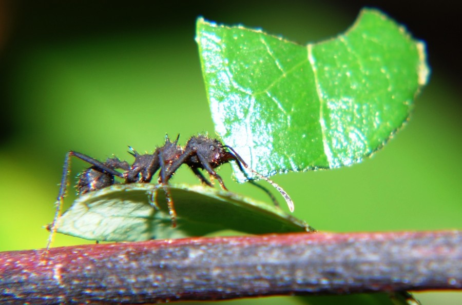 "`vida de hormigas`" de Rosa Andrada