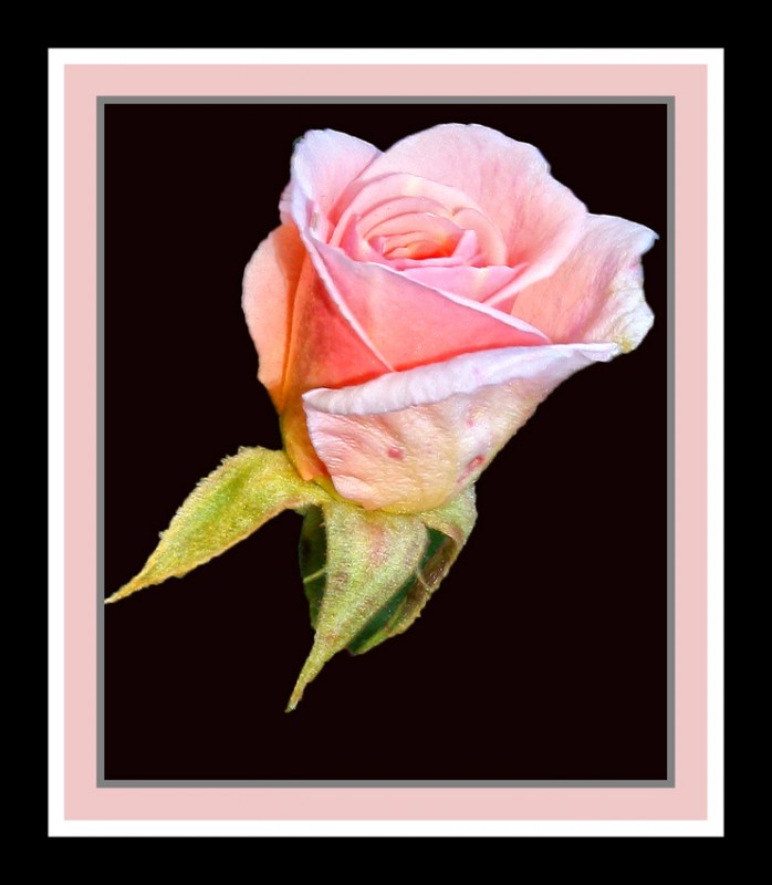 "una rosa del rosal" de Stella Maris Kippke