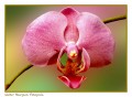 Orquídea...