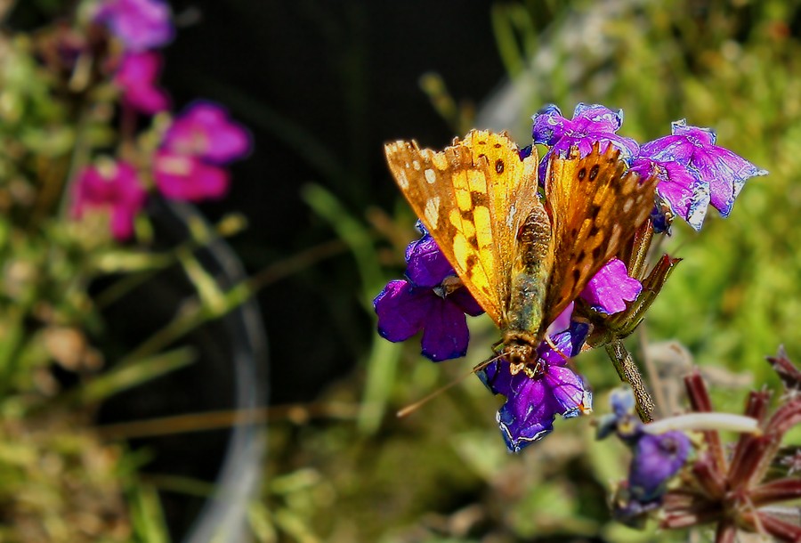 "mariposa en flor" de Stella Maris Kippke