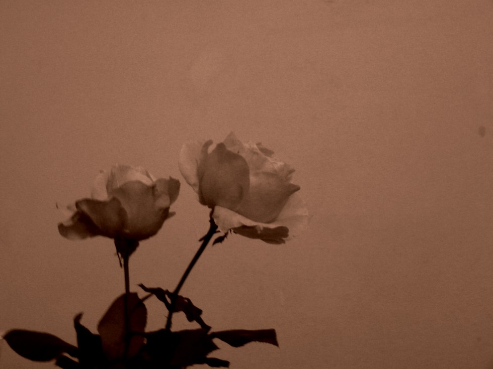 "rosas" de Vanesa Raffaeli