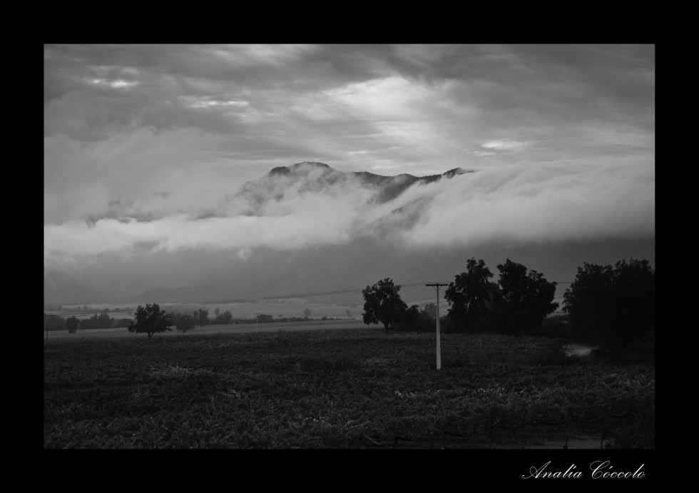 "Viedos entre la niebla" de Analia Coccolo