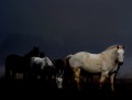 Los caballos de Rembrandt