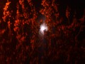 La luna entre las hojas