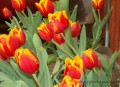 los otros tulipanes....