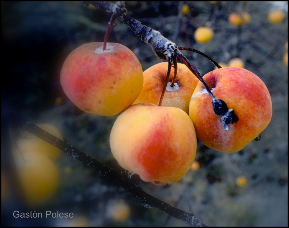 "Manzanas rojas" de Gaston E. Polese
