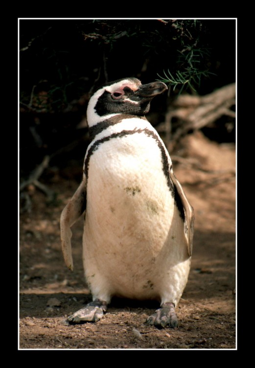 "Pinguino de magallanes" de Casenave Hector