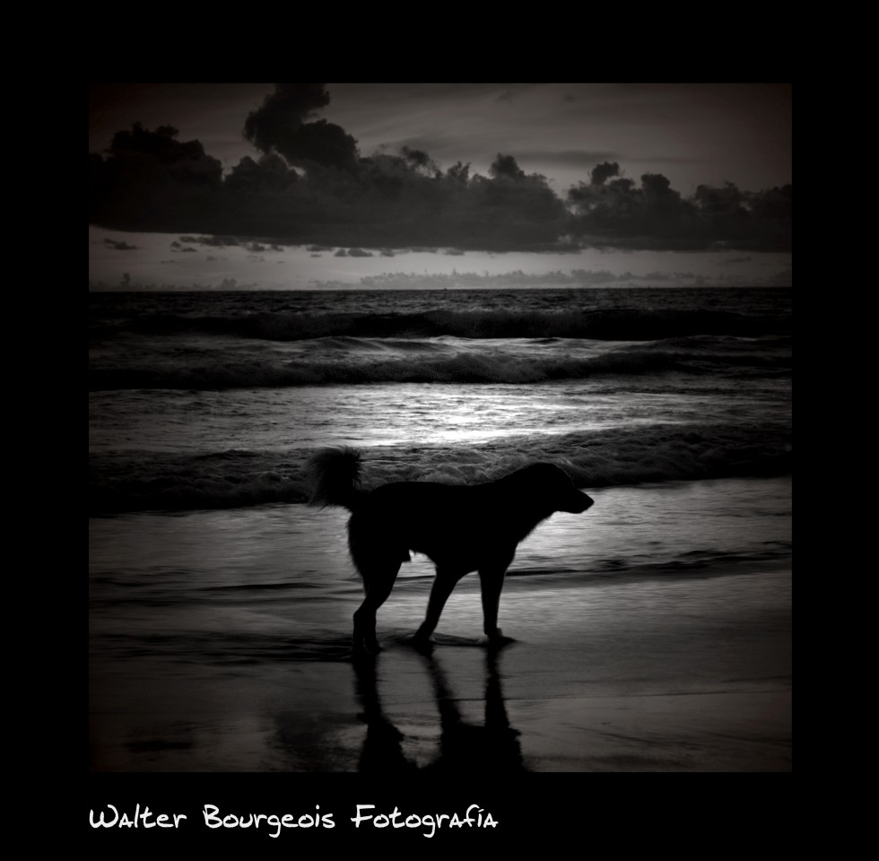"El perro..." de Walter Bourgeois