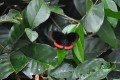 mariposa roji-negro