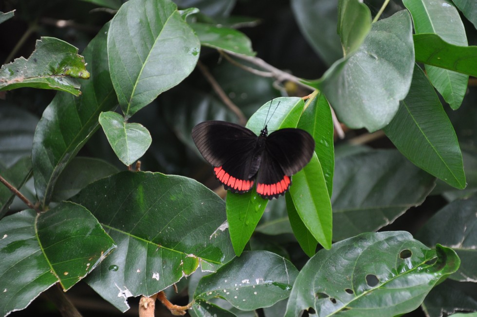 "mariposa roji-negro" de Jose Alberto Vicente