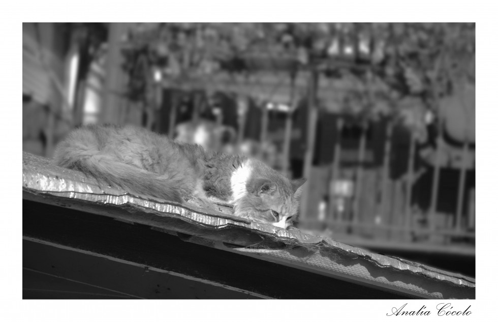 "Un gato en el tejado" de Analia Coccolo