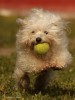 Perro tenista