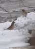 gorriones en la nieve