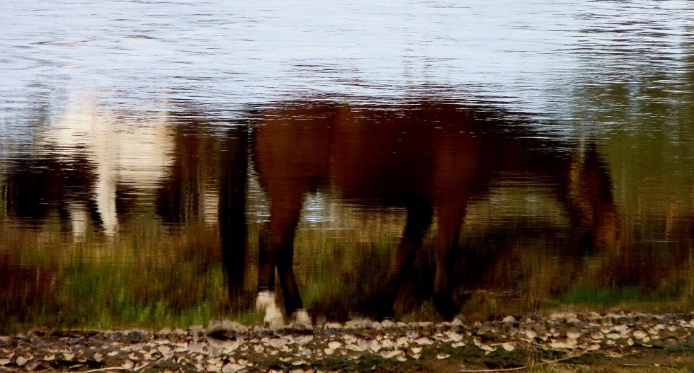 "caballo de agua..." de Germn Ferreyra