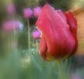 Tulipan Rojo - Tulipa gesnerian