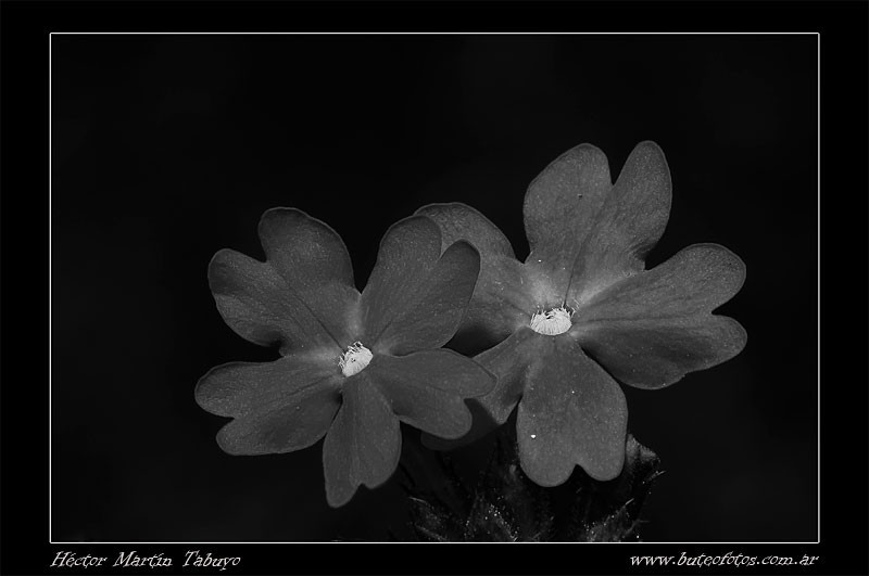 "Florcitas" de Hctor Martn Tabuyo