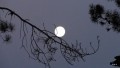 la luna se apoya en la rama