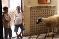 el carnero para el casamiento en Marruecos