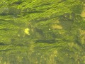 Algas del Suquia