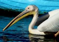 Pelicano y bote