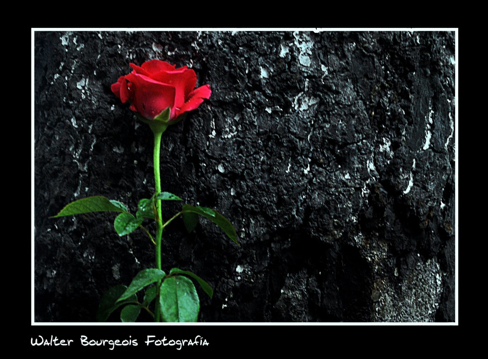 "La rosa..." de Walter Bourgeois