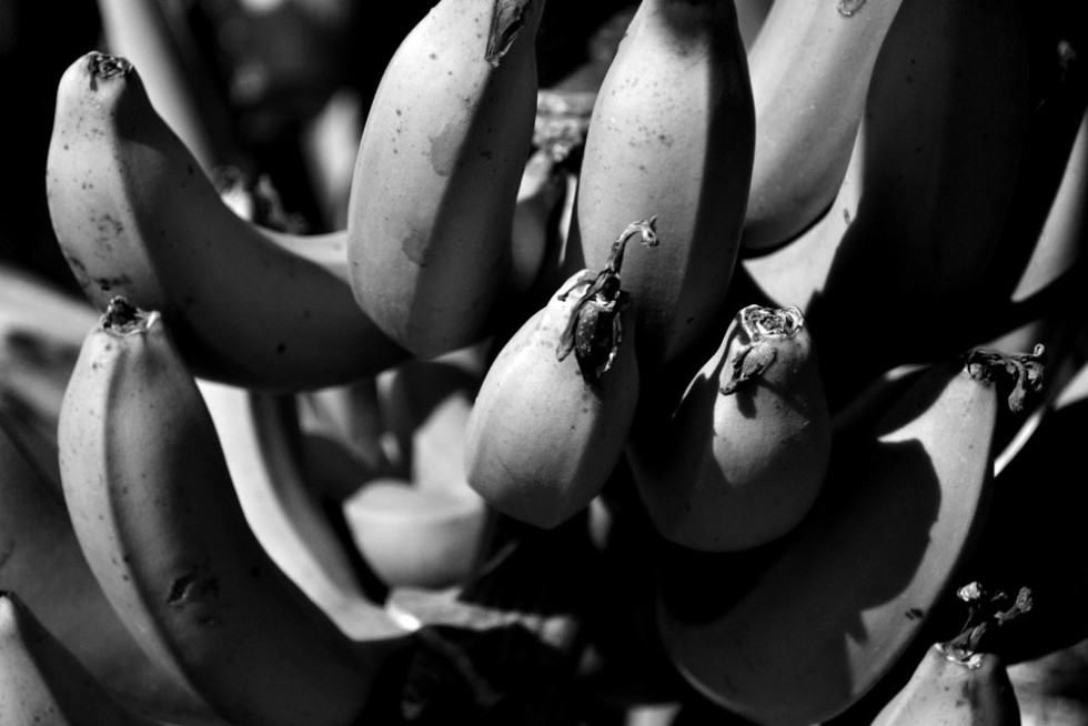 "Bananeiros" de Lorena Bertea