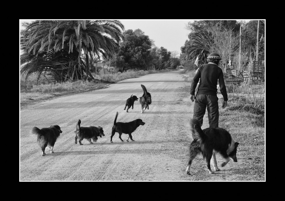 "Los perros de Don Pascual" de Analia Coccolo