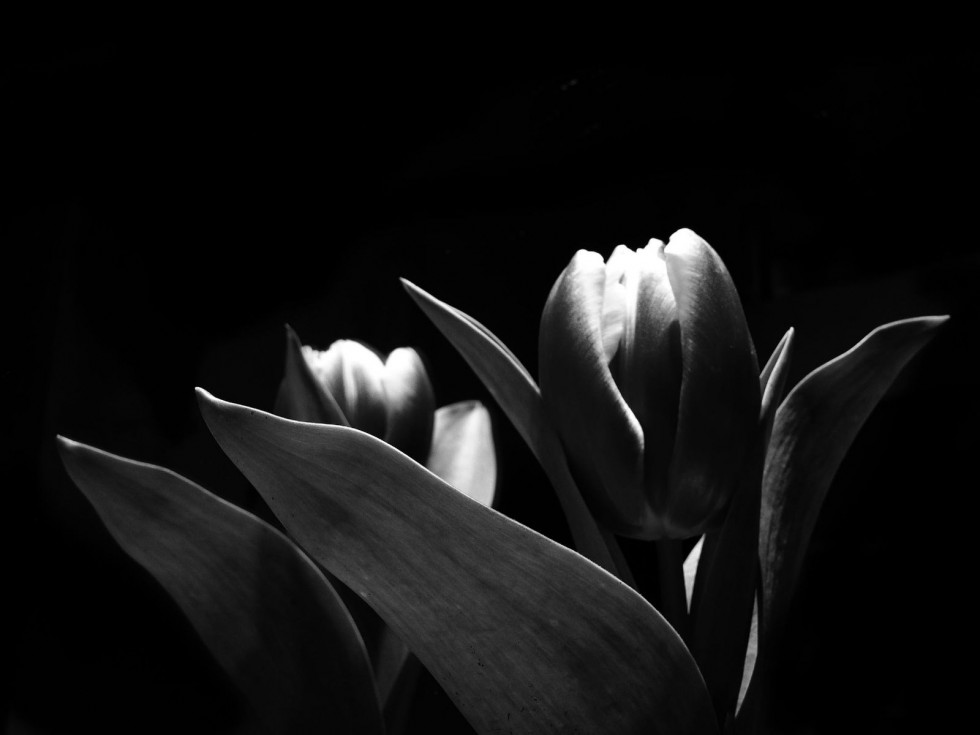 "Tulipan x 2" de Virginia Rapallini
