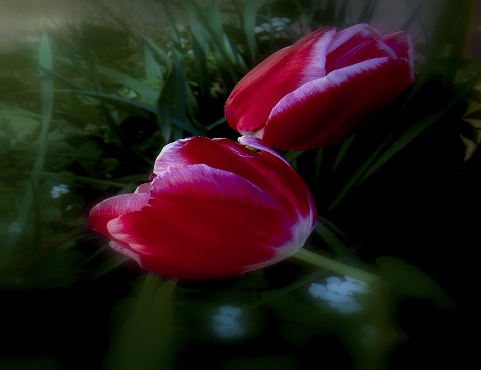 "Tulipanes - Tulipa gesnerian" de Gaston E. Polese