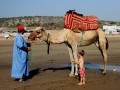camello, camellero y chico